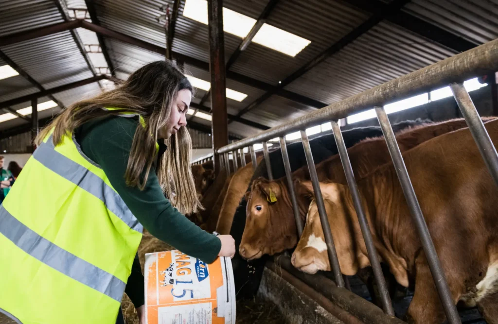student pictured feeding a cow