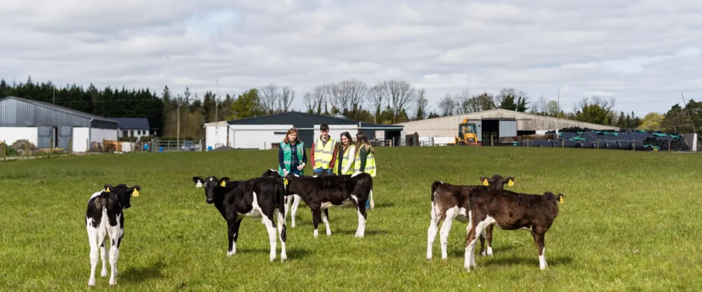 students on campus farm with calves