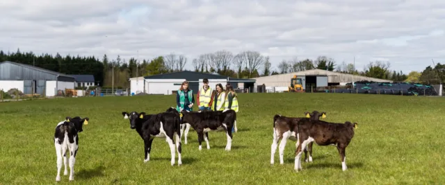 students on campus farm with calves