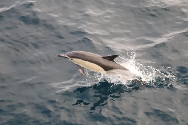 atu-marine-scientists-image-3-dolphin