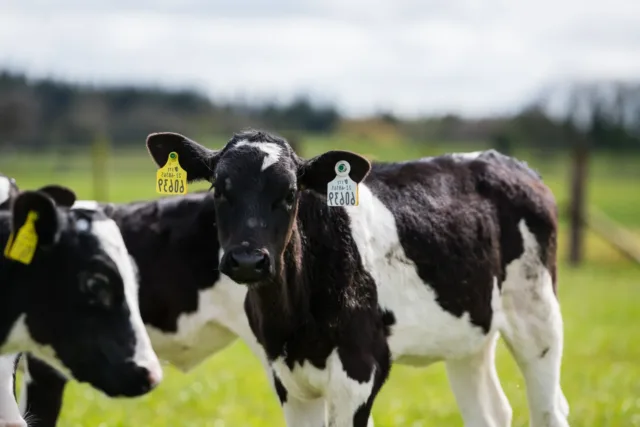 Young cows in a field on the Mountbellew campus