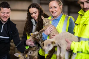 Four individuals in high-visibility vests holding small lambs inside a barn or animal shelter.