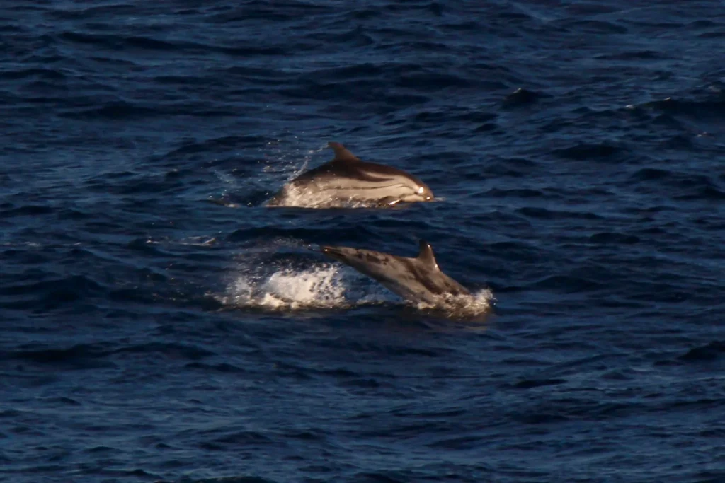 Sightings mammals 8th Oct 25(Credit picture Lena Lingenfelder)