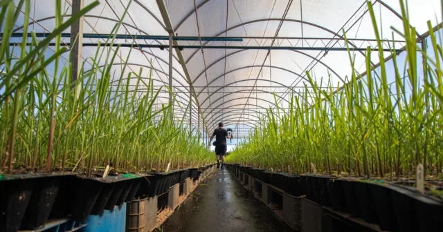 Man walking through glasshouse with green plants