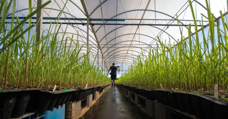Man walking through glasshouse with green plants