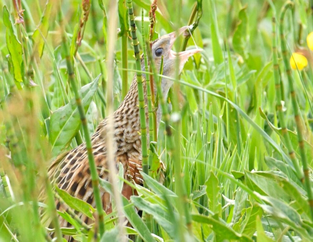 Male-corncrake-calling.