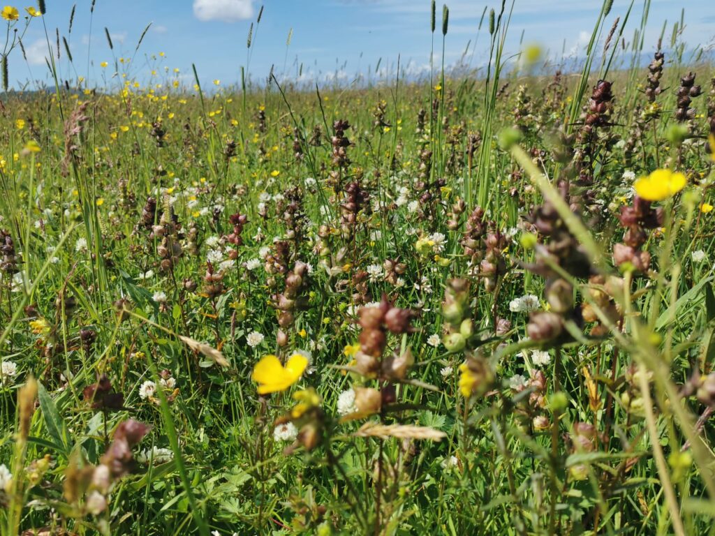 Semi-natural-grassland-favourite-habitat-of-corncrakes