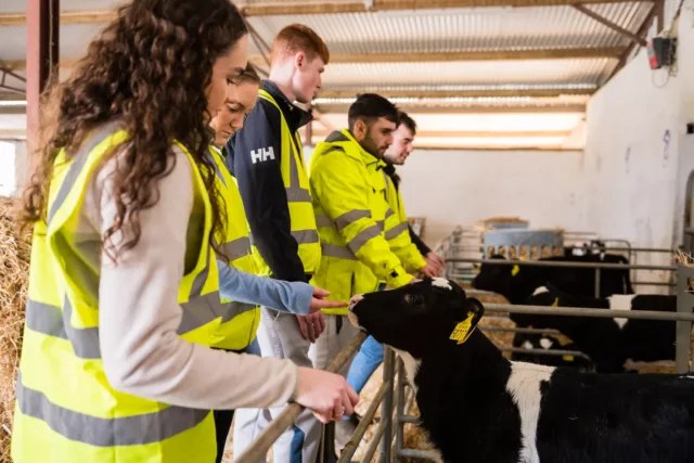 A group of people wearing high‑visibility jackets stand inside a livestock shed, reaching toward a young black‑and‑white calf over a metal gate. The shed contains straw bedding, feeding areas, and multiple pens with other calves in the background.