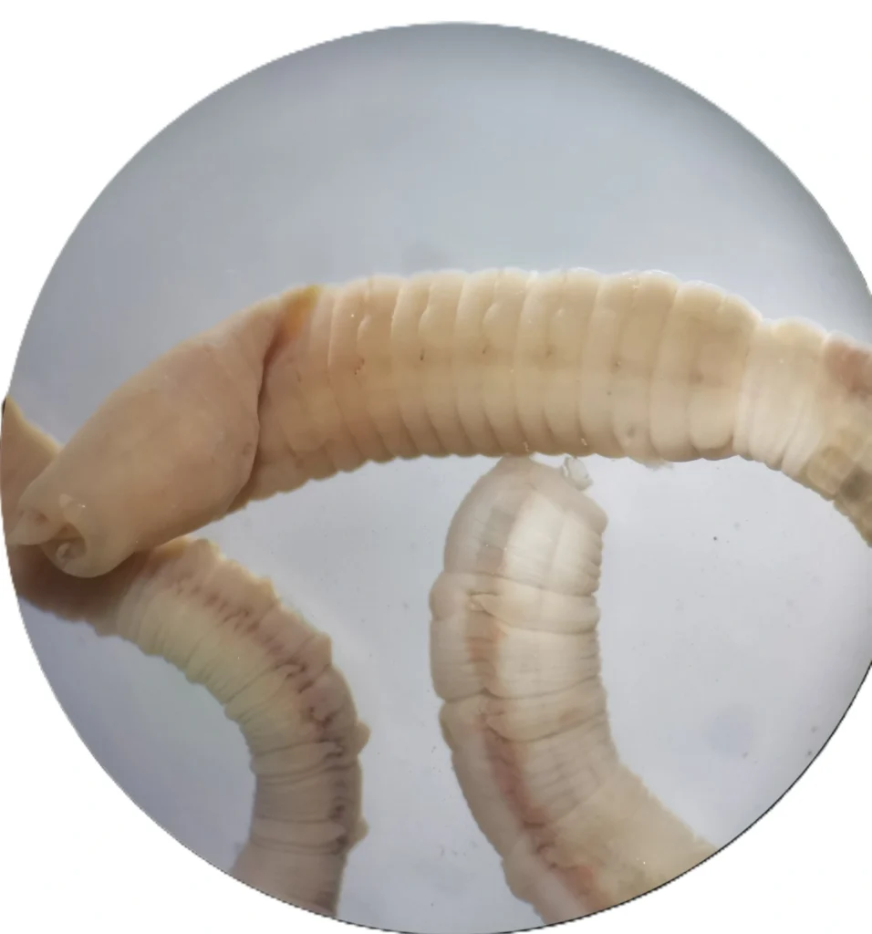 Notomastus latericeus