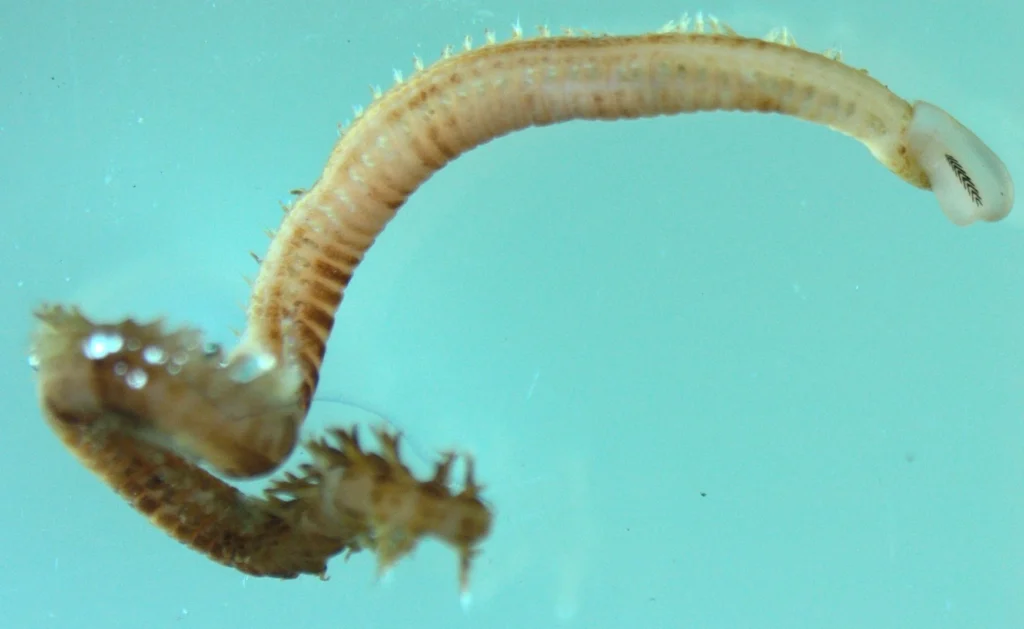 Goniada maculata