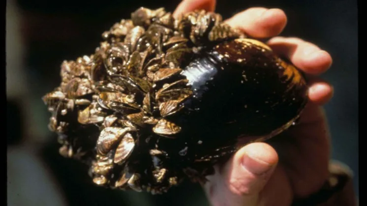 Horse mussel
