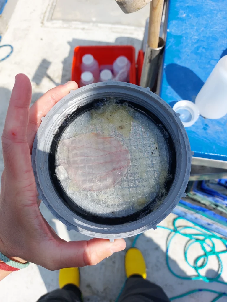 Comb jelly (phylum Ctenophora) sample