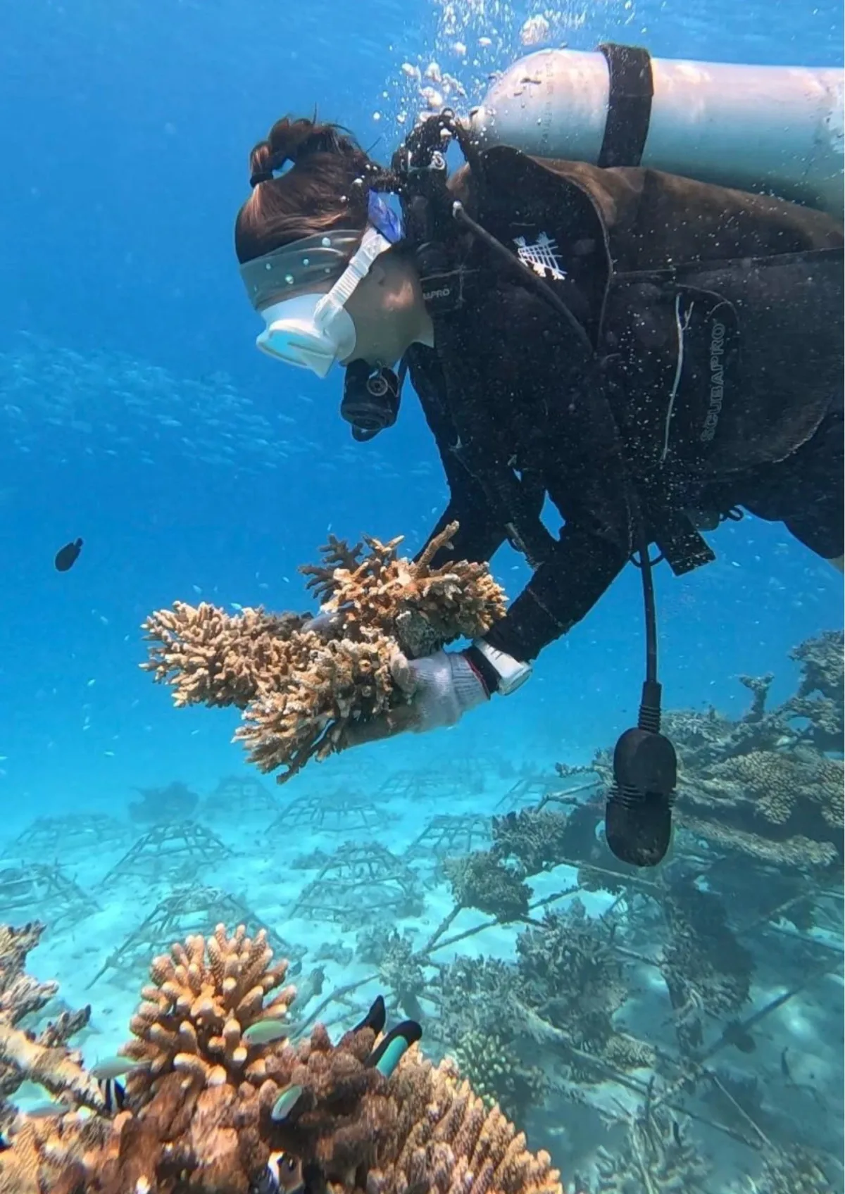 Coral Maintenance 