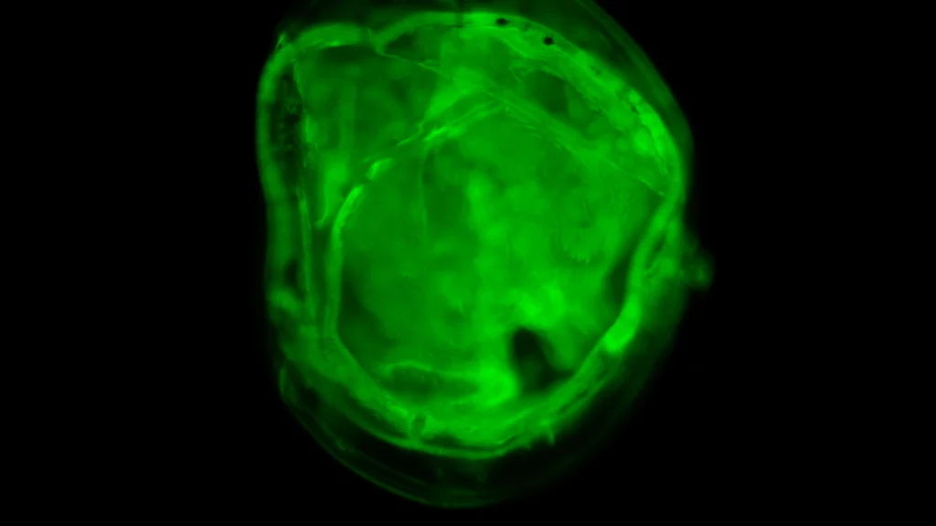 A fish egg visualized under the fluorescence microscope turned green due to the FITC fluorophore attached to DNA probe. This technique is called Fluorescent-in-situ-hybridisation (FISH)