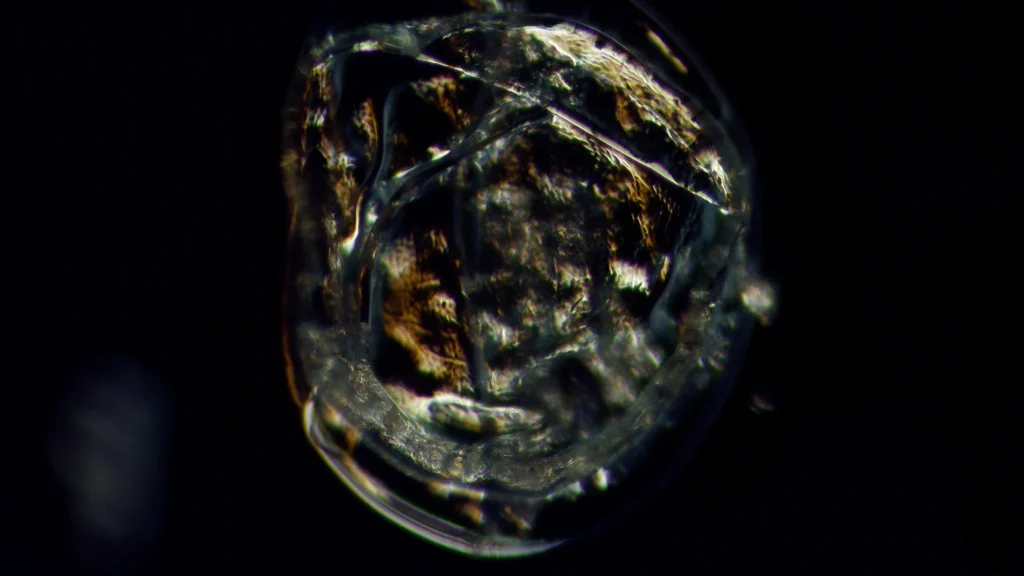 A fish egg visualized with normal light.
