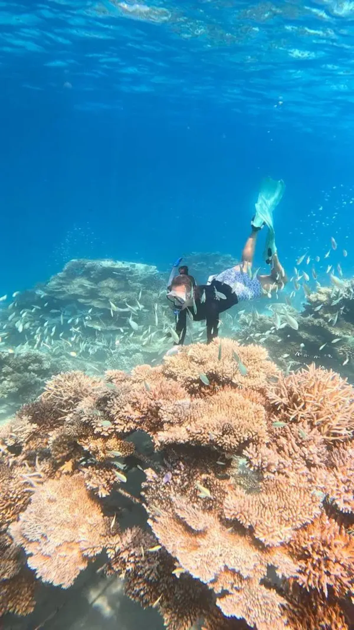 Katelyn planting coral reefs
