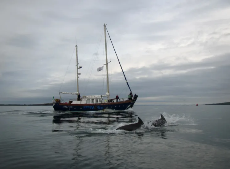 Photograph of a sailing boat on calm water with two dolphins swimming and surfacing nearby.