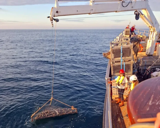 Horse mussels in cages being dropped to the seabed (1) (1)