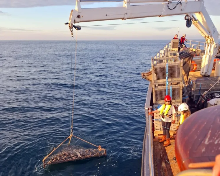 Horse mussels in cages being dropped to the seabed (1) (1)
