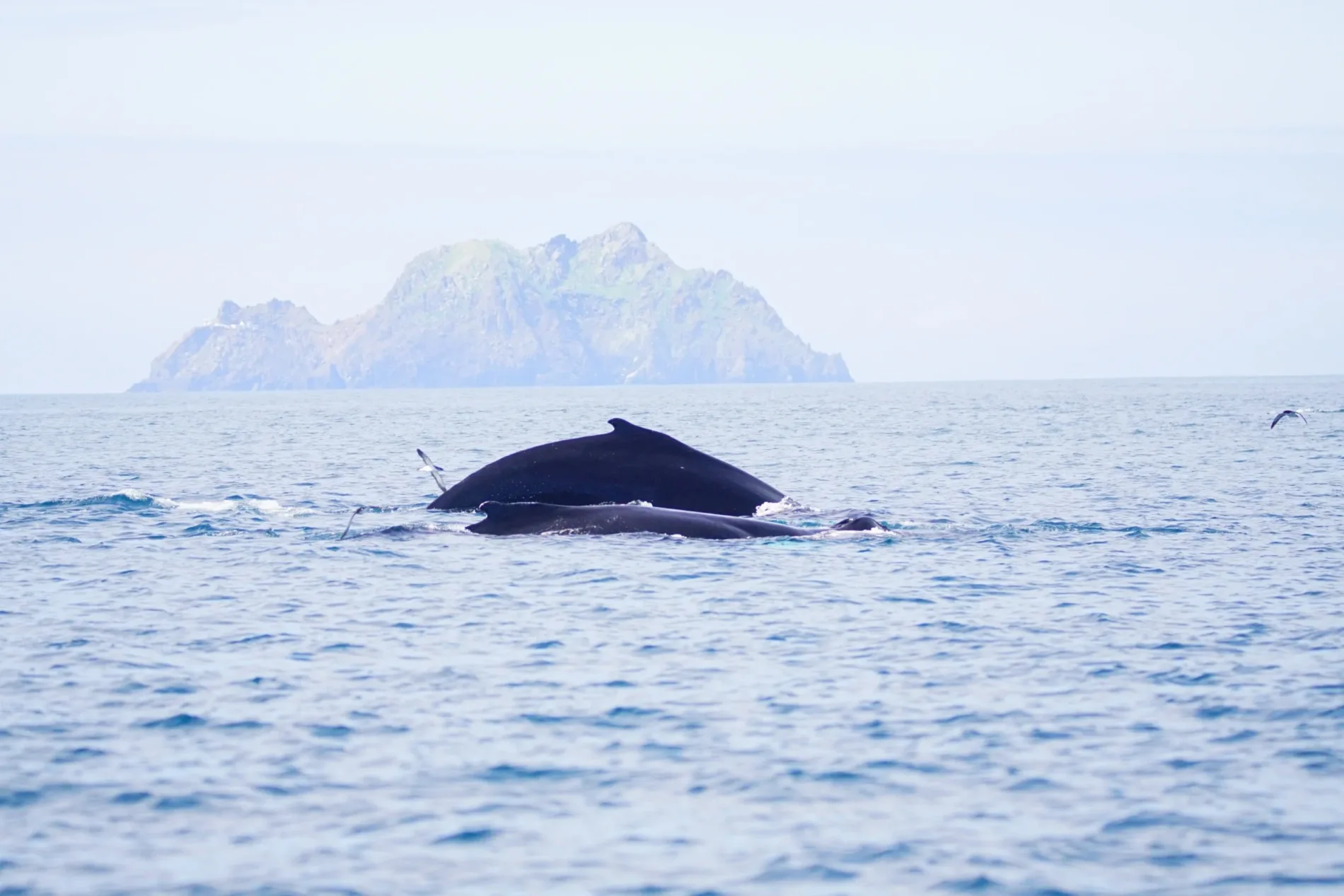 whale fin seen exposed from the water