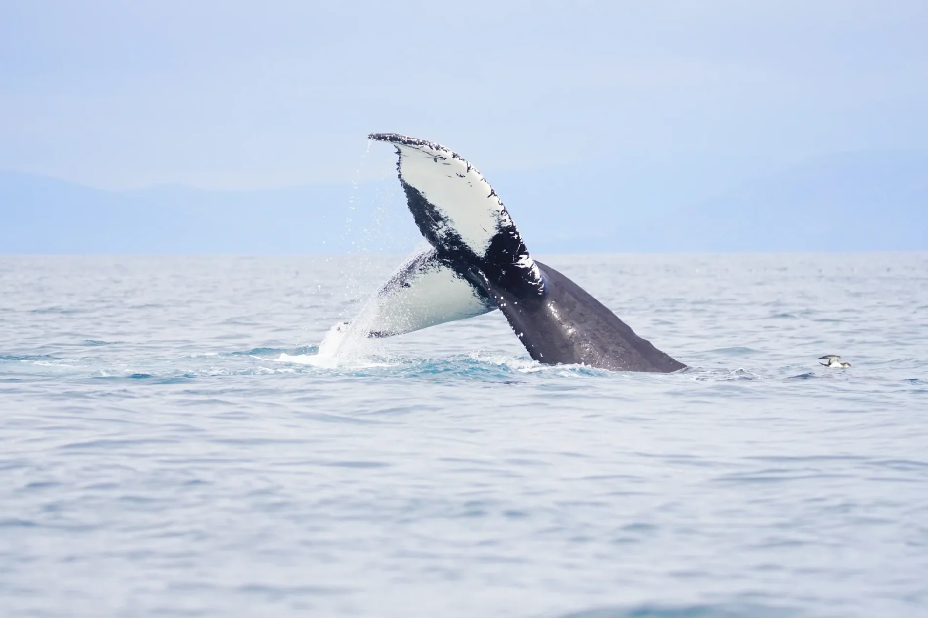 A whale's tail projecting from the ocean