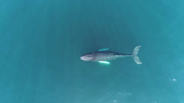 drone image of whale in ocean