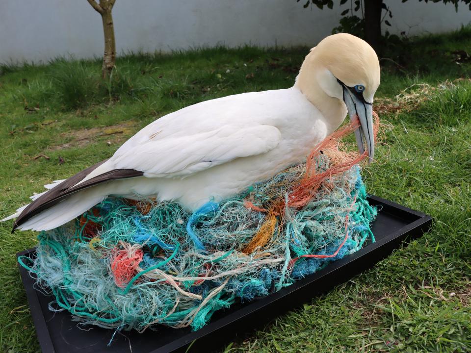 Picture caption  [Photo courtesy of Dr Katie O’Dwyer, ATU Galway] Northern Gannet on a nest of plastic.